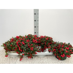 GAULTH PROCUMBENS