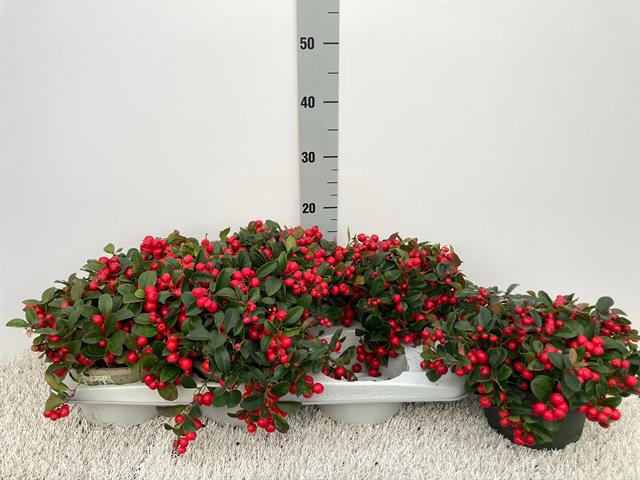 GAULTH PROCUMBENS