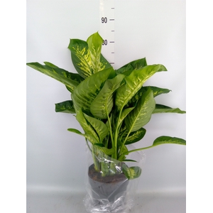 Dieffenbachia seg. 'Reeva'
