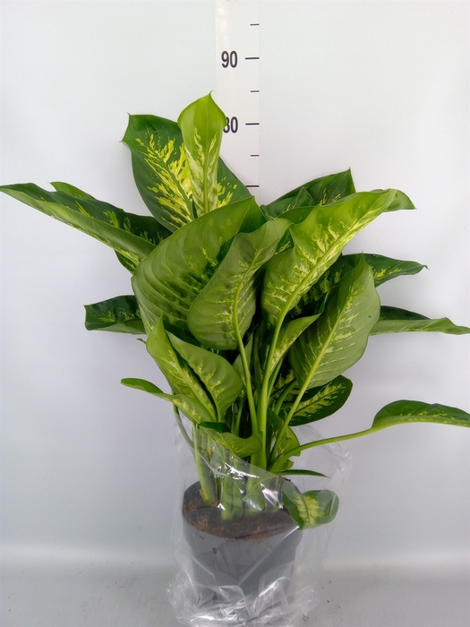 <h4>Dieffenbachia seg. 'Reeva'</h4>