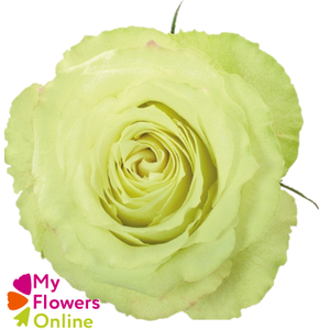 R Gr Lemonade Green 50cm EC