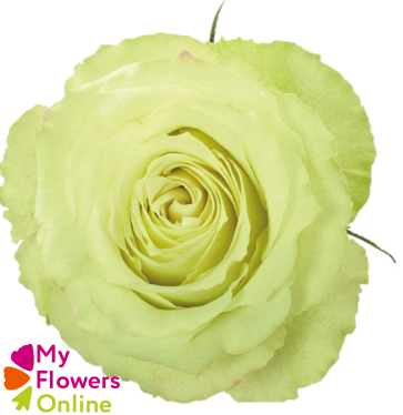 R Gr Lemonade Green 50cm EC