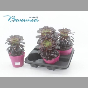 AEONIUM AB VELOURS