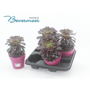 AEONIUM AB VELOURS