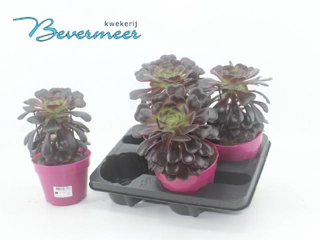 <h4>AEONIUM AB VELOURS</h4>