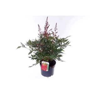 Astilbe japonica Montgomery