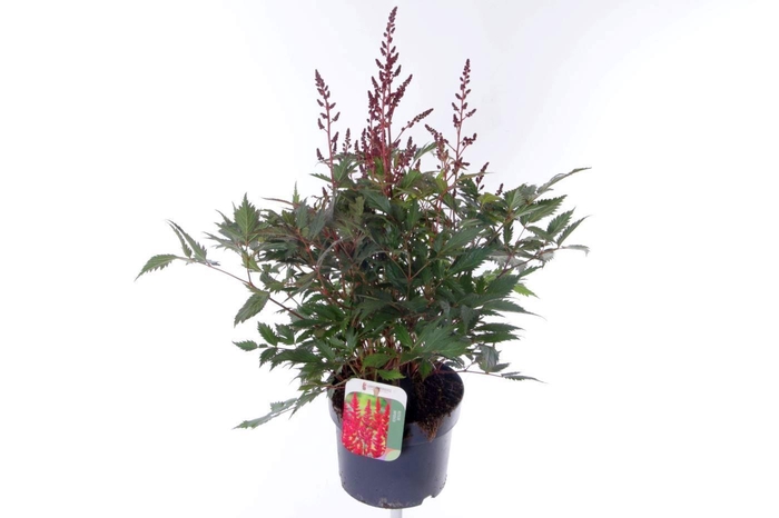 <h4>Astilbe japonica Montgomery</h4>