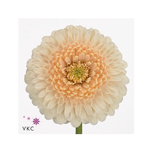 GERMINI GERRONDO TERRA MAGA