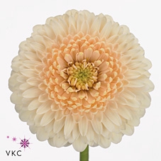 <h4>GERMINI GERRONDO TERRA MAGA</h4>