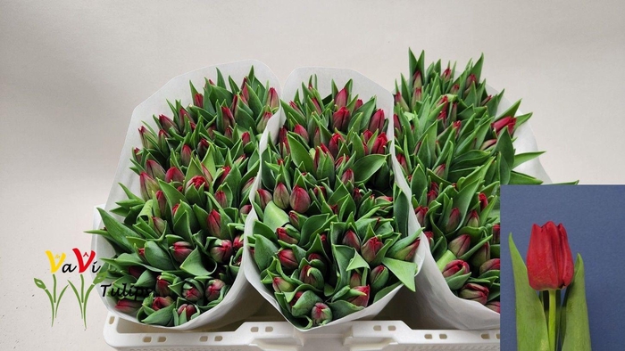 <h4>TU EN SEADOV</h4>