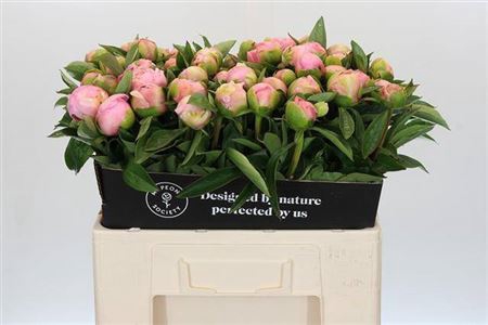 <h4>Paeonia Sweet Sixteen</h4>