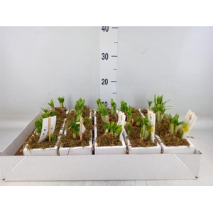 Arr.  Narcissus Tete Tete H%