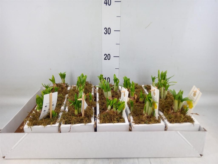 <h4>Arr.  Narcissus Tete Tete H%</h4>