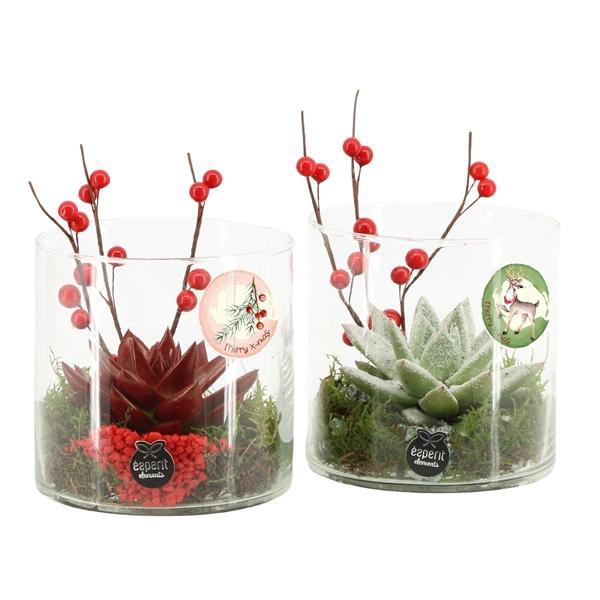 <h4>61573: X-mas arrangement</h4>