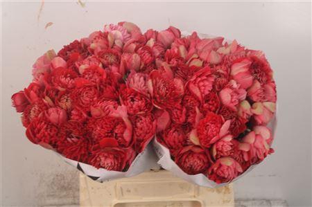 <h4>Anemone Levante Rosso</h4>