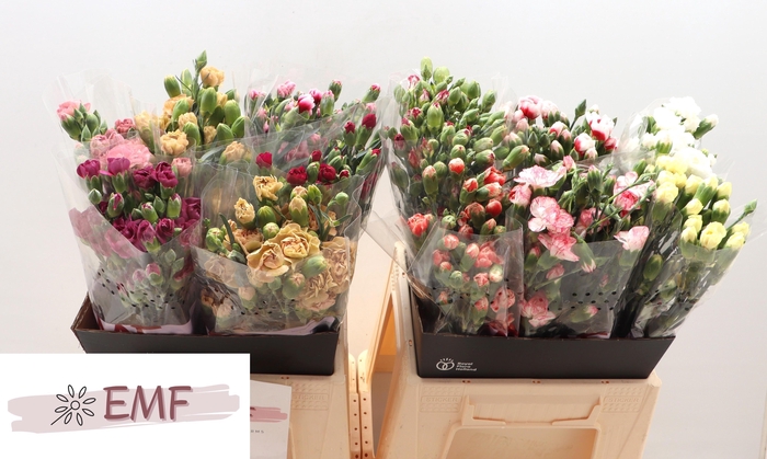 <h4>Di Tr Gem In Fust</h4>