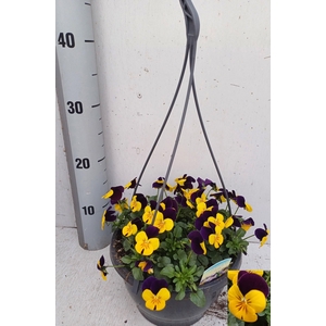 VIO CO EM L PU JU UP