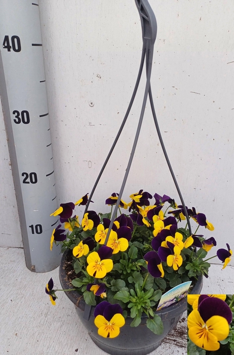 <h4>VIO CO EM L PU JU UP</h4>