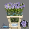 Campanula Med Champ Lavendel