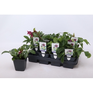 Helleborus orientalis mix 9 cm
