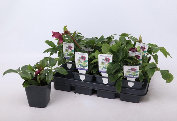 <h4>Helleborus orientalis mix 9 cm</h4>