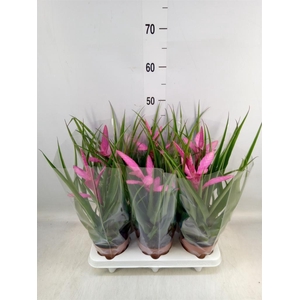 Tillandsia  'Antonio'