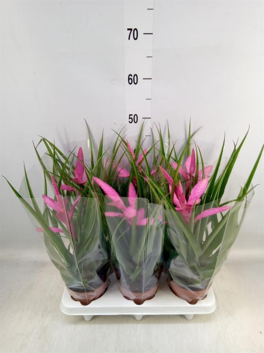 <h4>Tillandsia 'Antonio'</h4>