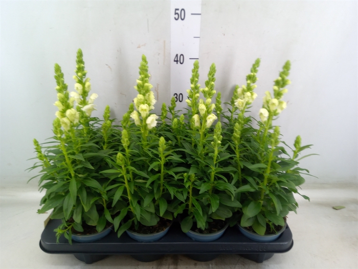 <h4>Antirrhinum majus   ...</h4>