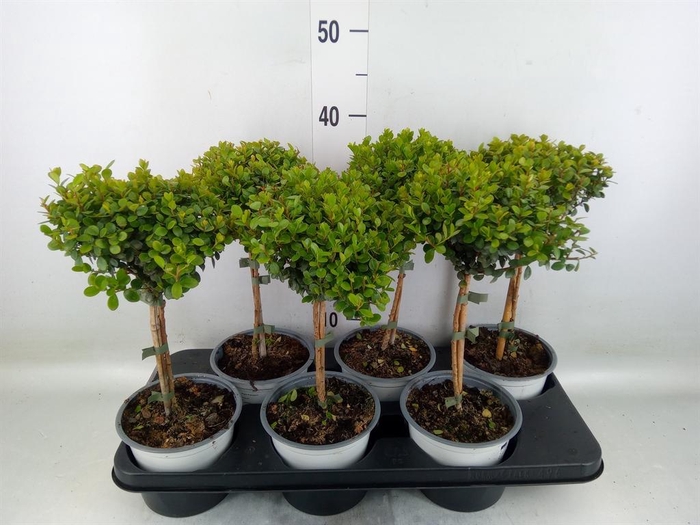 <h4>Myrsine africana</h4>