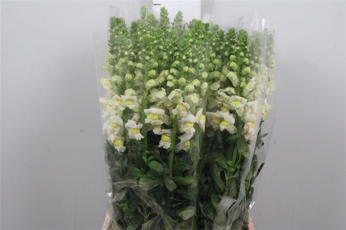 <h4>Antir It. Apricot</h4>