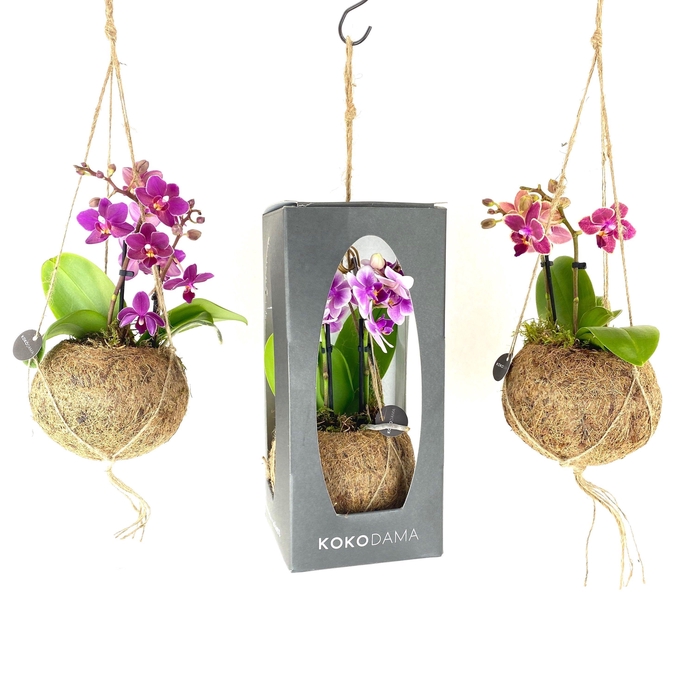 Kokodama 12 cm Gift Package Orchid 2 tak
