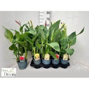 CANNA CANNOVA GEM