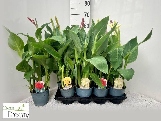 <h4>CANNA CANNOVA GEM</h4>