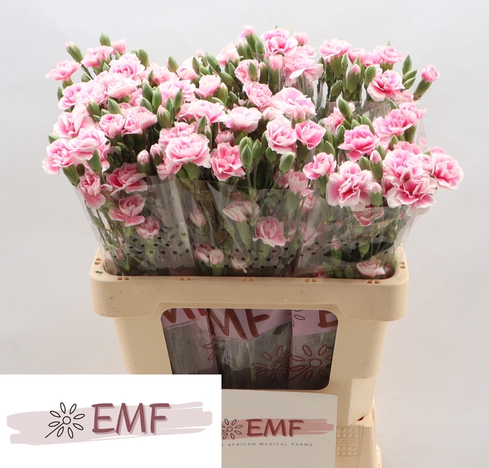 <h4>Di Tr Fancy Frill</h4>