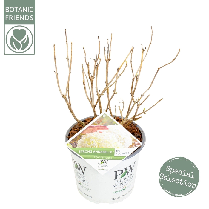 <h4>Hydrangea arbo. 'Strong Annabelle'®</h4>