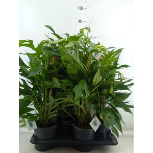 Epipremnum pinn. 'Baltic Blue'