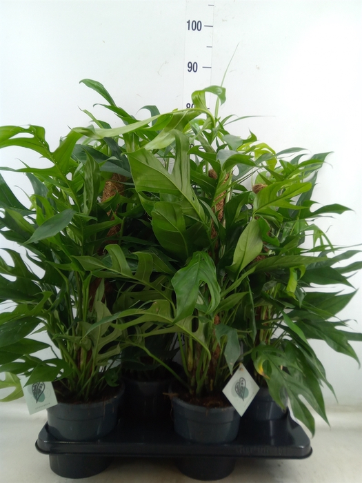 <h4>Epipremnum pinn. 'Baltic Blue'</h4>