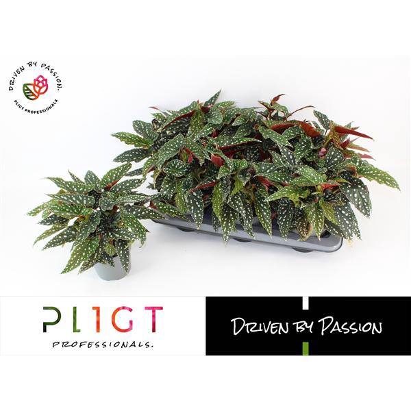 <h4>Maculata Spotlight Green P14 Botanic Line</h4>
