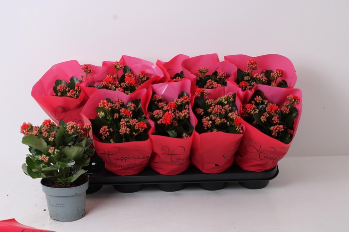 <h4>KAL GE PERFECTA RED</h4>