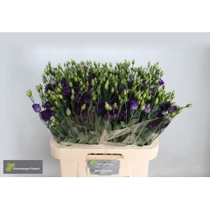 EUS G MINU DARK PURP