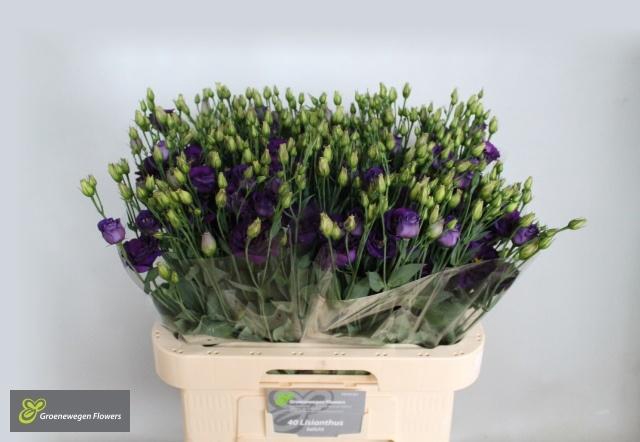 <h4>EUS G MINU DARK PURP</h4>