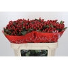 Hypericum True Romance