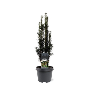 Taxus baccata 'Black Tower'