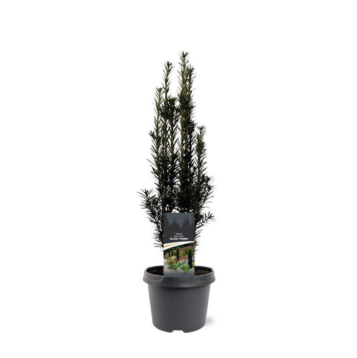 Taxus baccata 'Black Tower'