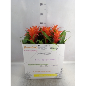 Guzmania  'Suerte Orange'