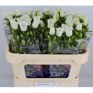 CAMPANULA MEDIUM 'CHAMPION WHITE'