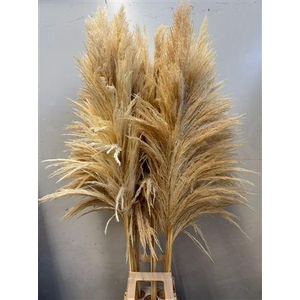 Cortaderia Bleached