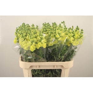 Antirrhinum Nl. Ho Double Yellow