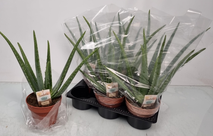 <h4>ALOE VERA</h4>