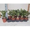 Opuntia